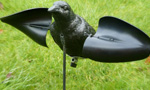 Corvid Decoys