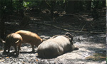 Wild Boar