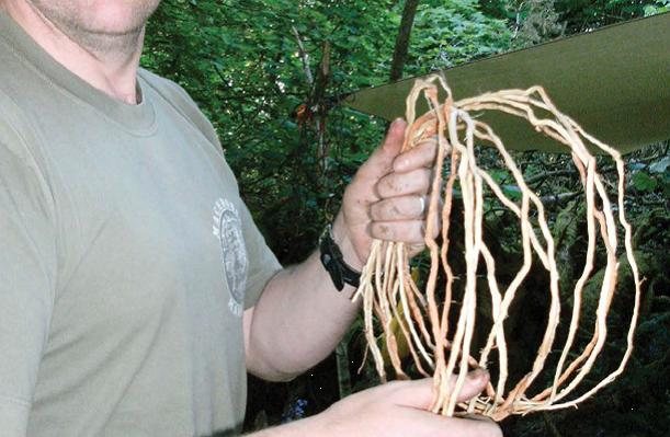 Bushcraft: String Theory