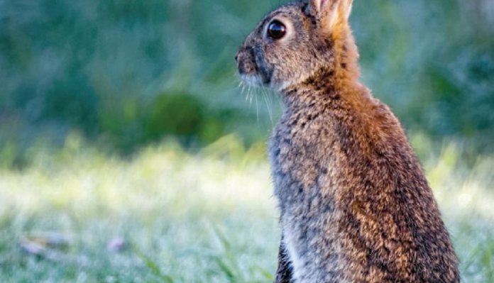 Pest Control Diary: Back to the Bunnies