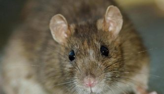 Pest Control Diary - You Dirty Rat