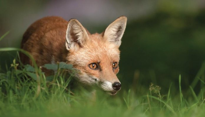 Pest Control Diary: Fox Cubs