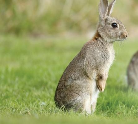 Pest Control Diary: Rabbit Riot
