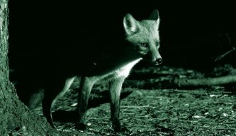 Night Vision Diaries: Foxing on the Raith Estate Pt2