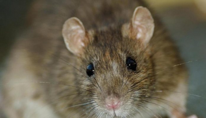 Pest Control Diary - You Dirty Rat
