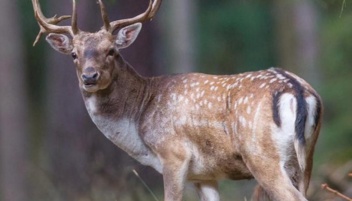 Deer Hunter: Three Small Woods