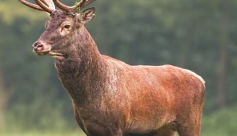 Deer Hunter: Ultimate Species