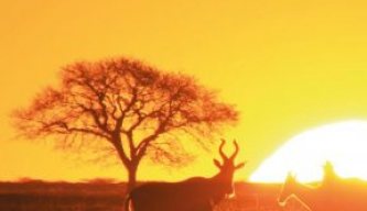 Hunting Story: Red Hartebeest in Namibia