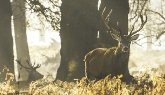 Deer Hunter - The Big Chill