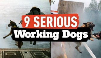9 Serious Working Dogs!