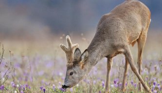 Deer Hunter: Returning Roe Deer