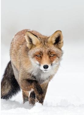 Pest Control Diary: Foxes in the Snow