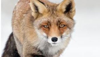 Pest Control Diary: Foxes in the Snow
