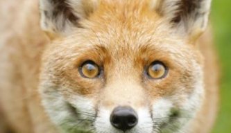 Pest Control Diary: The Art of Fox Control