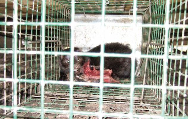Pest Control Diary: Getting to Grip with Mink