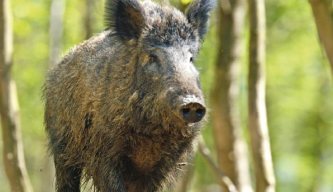 Pest Control Diary: Preparing for the Boar