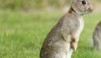 Pest Control Diary: Rabbit Riot