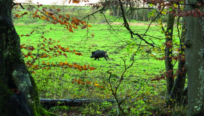 On the hunt - The Aimpoint Media Hunt - image {image:count}