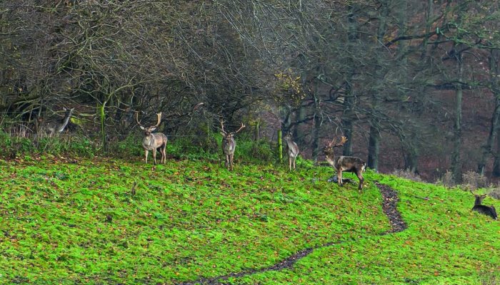 On the hunt - The Aimpoint Media Hunt - image {image:count}