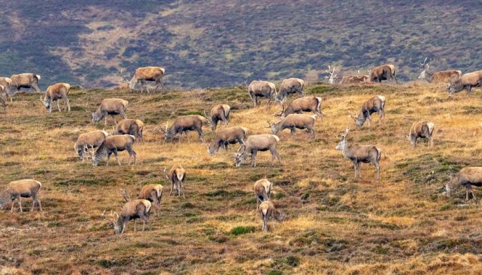 NatureScot to enact compulsory deer cull on Sutherland estate - image {image:count}