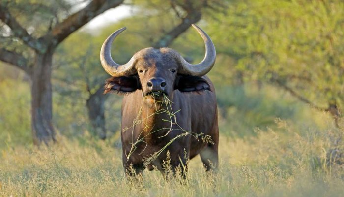 Sport-hunted trophies exempt from new U.S. import tariffs - image {image:count}