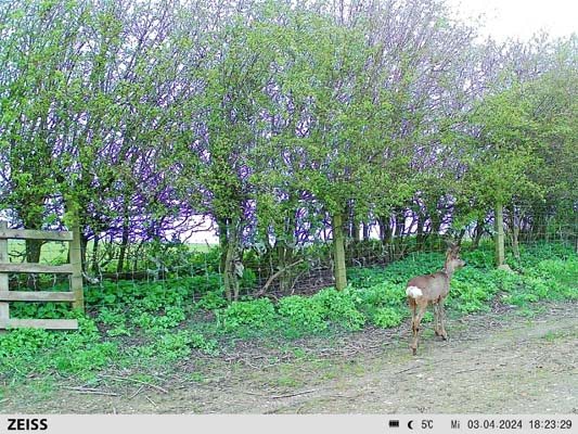 Zeiss Secacam 7 - I can see you! - image {image:count}