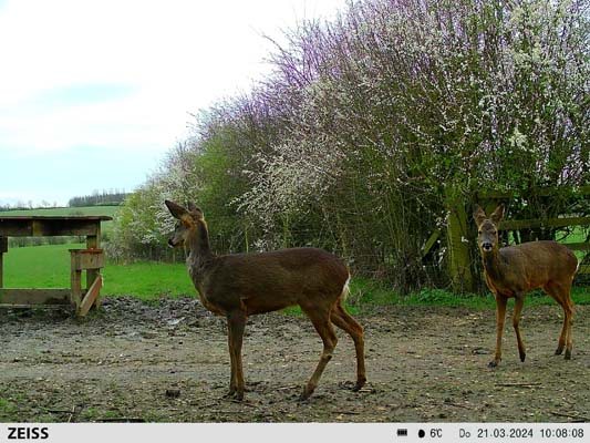 Zeiss Secacam 7 - I can see you! - image {image:count}