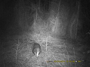 Thomas Jacks Spy-Point FL-A and Pro-X Scouting Cameras - image {image:count}