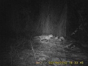 Thomas Jacks Spy-Point FL-A and Pro-X Scouting Cameras - image {image:count}