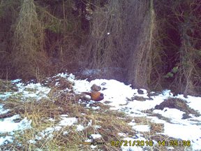 Thomas Jacks Spy-Point FL-A and Pro-X Scouting Cameras - image {image:count}