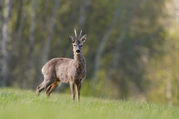 BDS launch online learning course in bid to train more deer managers - image {image:count}