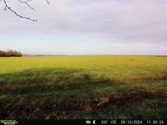 Tactacam Reveal X 2.0 Trail Camera - image {image:count}