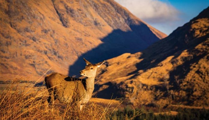 Gamekeepers ‘spared torment’ of pregnant deer cull
