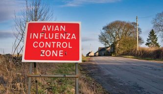Bird flu restrictions put in place across all of England and Scotland as cases rise