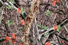 TreeDeep camo clothing - image {image:count}