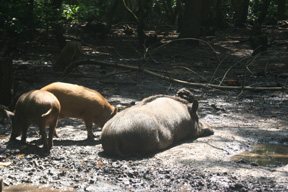 Wild Boar - image {image:count}