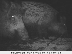 Wild Boar - image {image:count}