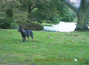 Spypoint BF-10HC+D Game Camera - image {image:count}