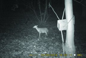 Spypoint BF-10HC+D Game Camera - image {image:count}