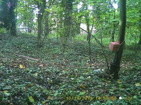 Spypoint BF-10HC+D Game Camera - image {image:count}