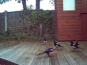 Spy-Point IR-C 8 Megapixel Infrared Digital Surveillance Camera - image {image:count}