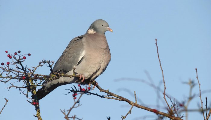 Airgun Hunter - Wood Pigeons - image {image:count}
