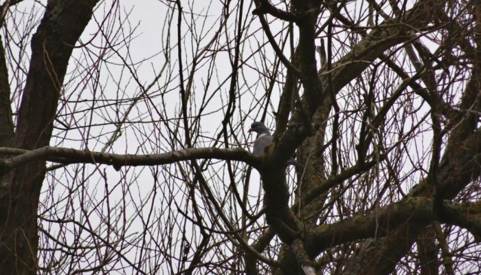 Airgun Hunter - Wood Pigeons - image {image:count}