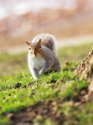 Airgun Hunter: Squirrel Squad - image {image:count}