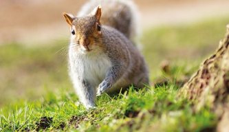 Airgun Hunter: Squirrel Squad