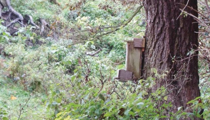Airgun Hunter: Squirrel Squad - image {image:count}