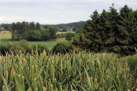 Airgun Hunter: Thinking it Through - image {image:count}