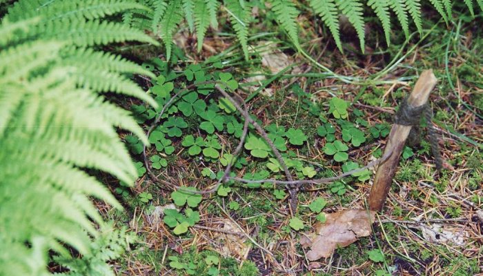 Bushcraft: Caught in a trap - image {image:count}