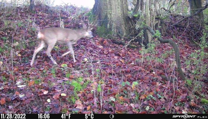 SpyPoint Flex Cellular Trail Camera - image {image:count}