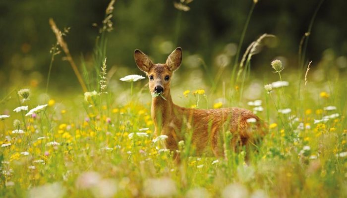 Deer Hunter: The Perfect Storm - image {image:count}